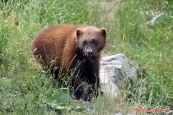 ZOO Hluboká nad Vltavou