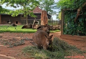 ZOO Hluboká nad Vltavou